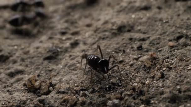 Topraktaki Hayvan Böcekleri 336 — Stok video
