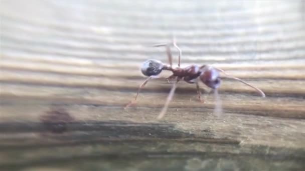 土の上の動物昆虫アリ 337 — ストック動画