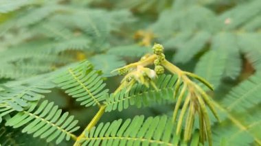 Yeşil bitkinin yakın görüntüsü, doğa.