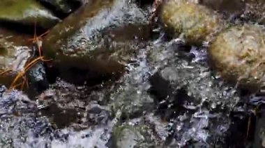 Ormandaki bir derede akan su
