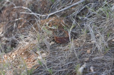 Ormandaki ağaçların ve otların arasında küçük kahverengi bir şey.