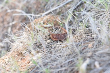 Ormandaki ağaçların ve otların arasında küçük kahverengi bir şey.