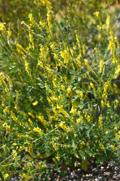 黄色的花朵和绿叶 — 图库照片