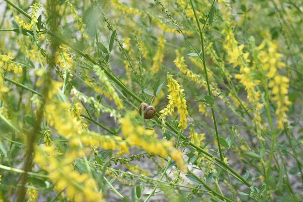 Close Žlutých Květin Pozadí Zelených Listů Lesa — Stock fotografie