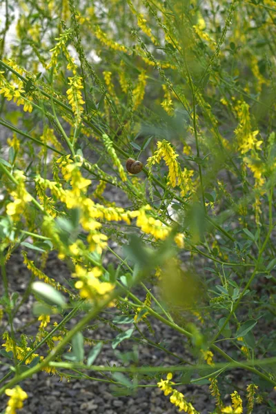 Gele Bloemen Tuin — Stockfoto