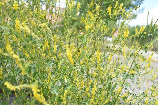 Žlutý Květ Poli — Stock fotografie