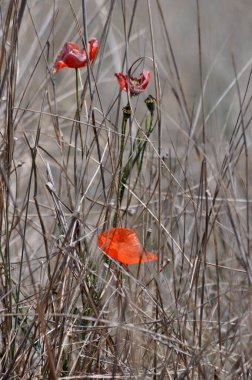 Poppy sahada. papaver rhoeas, papas rhopapas. papaver rhopapas çiçekli bir bitkidir 