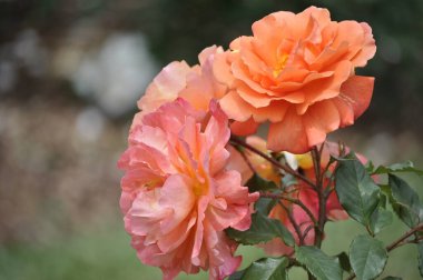 Bahçede güzel bir gül 