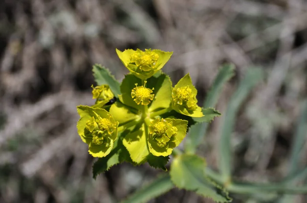 Krásná Žlutá Květina Příroda Pozadí — Stock fotografie