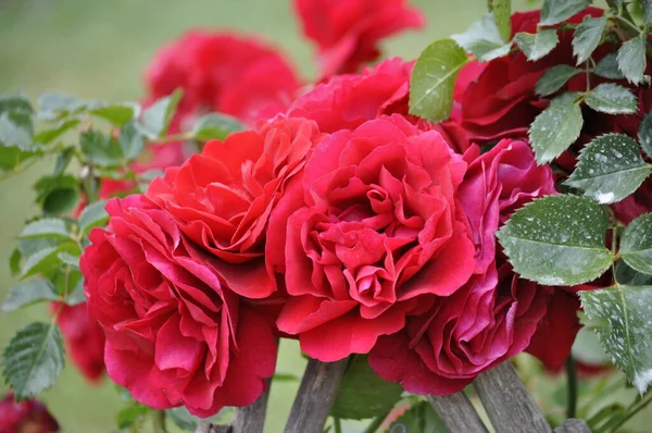 Close Κόκκινο Τριαντάφυλλο Λουλούδι Στον Κήπο Καλοκαίρι Έννοια — Φωτογραφία Αρχείου
