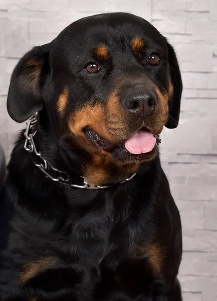 portrait of black dog with black spots on gray background