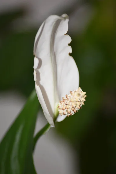 Ciclos Flor Spathiphyllum — Foto de Stock