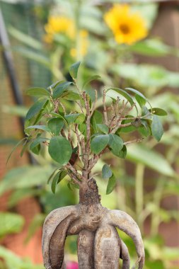 Güzel ve narin filizli bonsai.