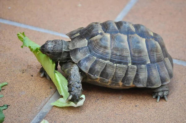 Turtle Feeding Green Leaves — Stock Photo, Image