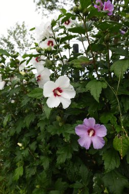 Bahçedeki güzel çiçekler