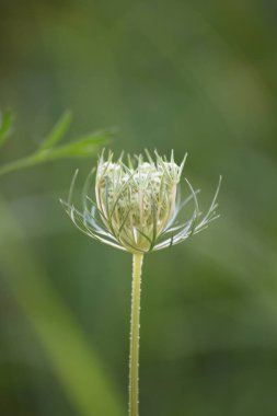 Daucus tomurcuğu, çiçek açmaya hazır.