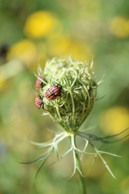 Daucus tomurcuğu, çiçek açmaya hazır.