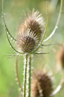 Bir kuru thistle closeup