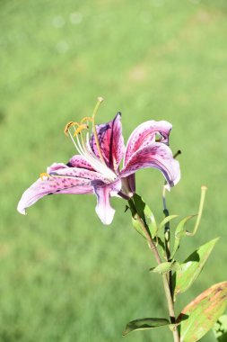 Kurdele çiçeği ya da fiyonk çiçeği