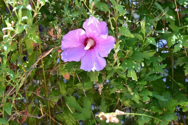 Hibiscus Syriacus Uma Espécie Angiospermas Cultivada Como Uma Flor Ornamental — Fotografia de Stock