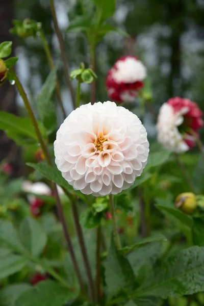 花园里美丽的白花 — 图库照片