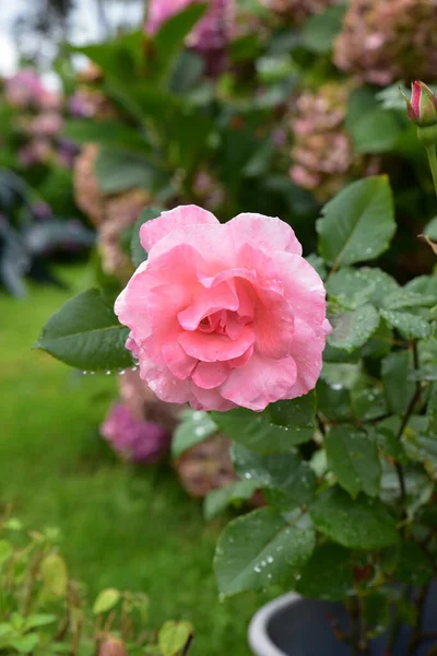 园中的粉红色玫瑰 — 图库照片