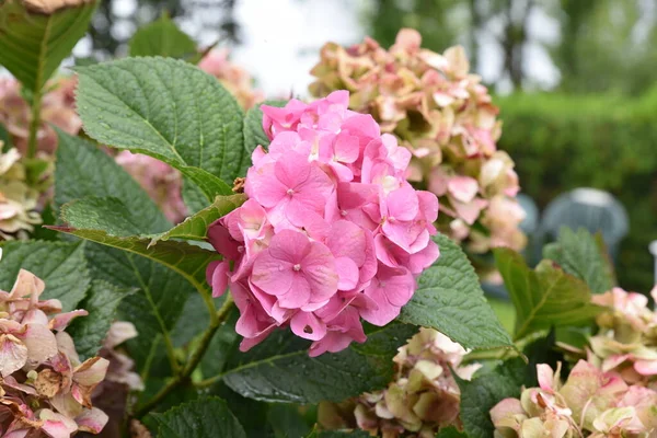 Belas Flores Hortênsia Rosa Jardim — Fotografia de Stock