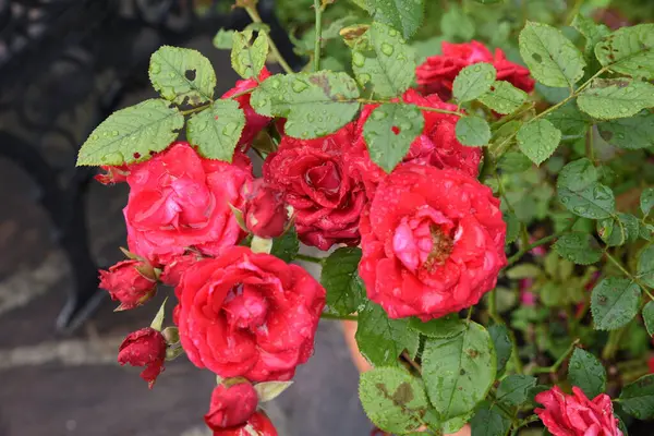 緑の葉の背景にある花瓶の赤と白のバラ — ストック写真