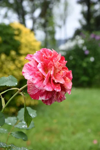 一朵美丽的粉红玫瑰的垂直拍 — 图库照片
