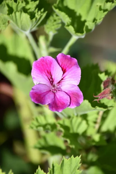 Eine Schöne Und Einsame Blume — Stockfoto