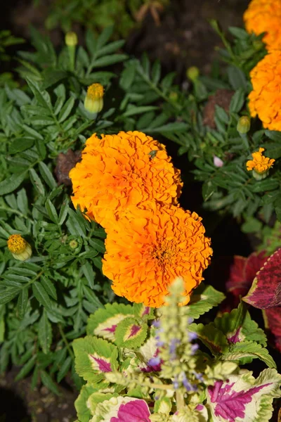 Tagetes Cempasuchil Género Botânico Pertencente Família Asteraceae — Fotografia de Stock