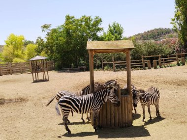 Zebra 'nın en belirgin özelliği siyah arkaplandaki beyaz çizgilere dayanan rengidir.