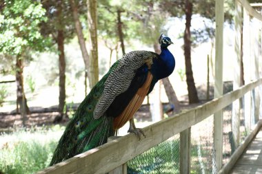 Bilinen ispinoz kuşu, aynı zamanda Hint Peafowl ya da mavi göğüslü Peafowl olarak da bilinir.