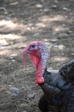 Evcil hindi insan tüketimi için kullanılan büyük bir kümes hayvanıdır..
