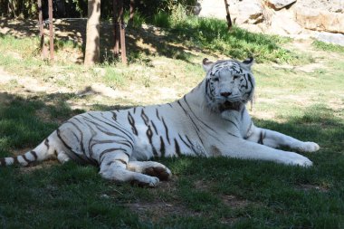 Beyaz kaplan, albino kaplan olarak da bilinir, genetik bir hastalığı olan bir kaplan türüdür ve pigmentlerini renklerinden ayırır..