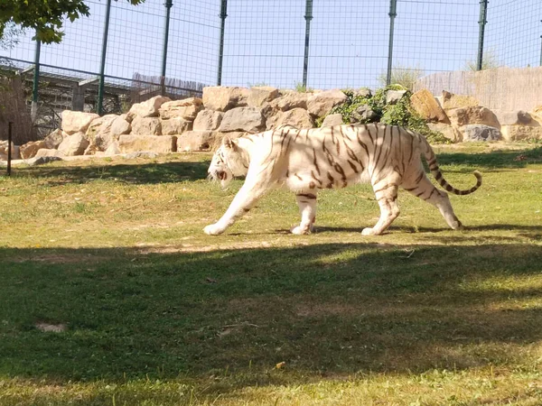 Белый Тигр Известный Тигр Альбинос Является Тигром Генетическим Состоянием Которое — стоковое фото
