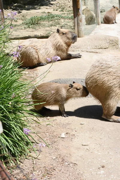 Capybara Het Grootste Zwaarst Levende Knaagdier Ter Wereld — Stockfoto