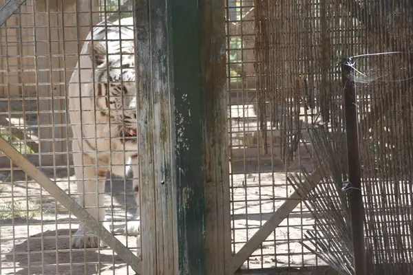 アルビノタイガーとしても知られる白虎は 色彩から顔料をほぼ除去する遺伝子条件を持つトラの標本です — ストック写真