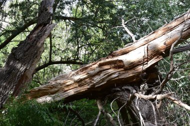 Nehrin kıyısındaki ormanda devrilmiş bir ağaç..