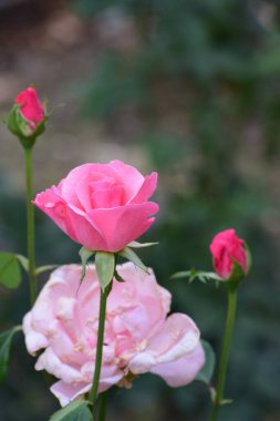 Parkta pembe güller filizlenmek üzere olan iki tomurcuk ve arka planda başka bir çakmak gülü