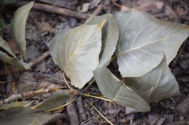 Düşen yapraklar ve sonbahar yaprakları.