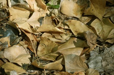 Düşen yapraklar ve sonbahar yaprakları.