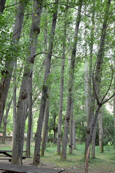 Bomen Het Bos Met Lange Takken Groene Bladeren — Stockfoto