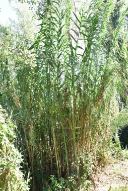 Alcaniz, İspanya 'da yeşil ve büyük yapraklı bambu