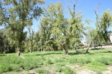 Ağaçların gölgesinde yeşil ağaçlar ve çimenler olan doğal park, Alcaniz.