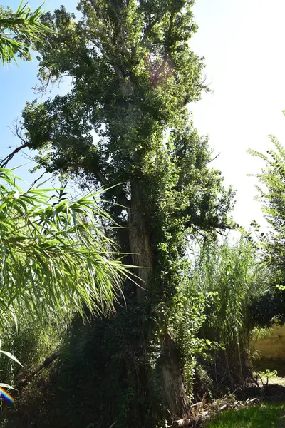 Large Tree Many Green Leaves Alcaiz Spain — Stock Photo, Image