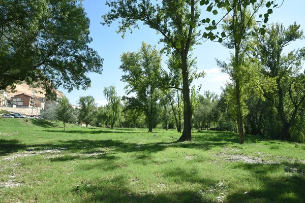 Природный Парк Зелеными Деревьями Травой Тени Деревьев Alcaiz — стоковое фото
