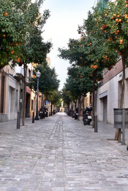 Barselona civarında portakal ağaçları olan bir cadde.