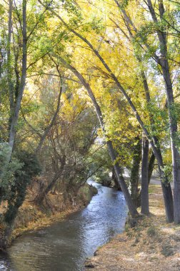 Küçük bir nehir, ağaçlar ve sarı yapraklı sonbahar manzarası