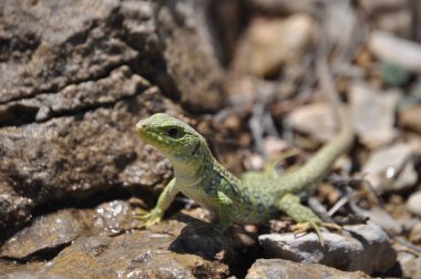 Yeşil bir kertenkeleye yaklaş.